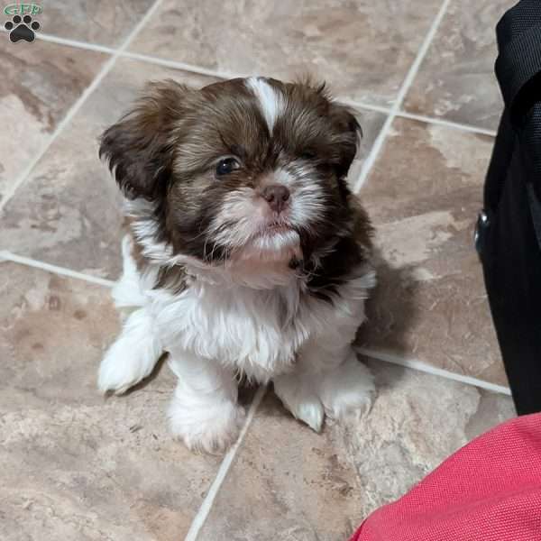 Zena, Shih Tzu Puppy